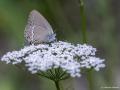 Satyrium abdominalis (Sevbeni)